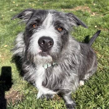 Robby -  Mixed Breed Dog for Adoption in Medford, Oregon - Robby | PetCurious