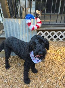 Buddy -  Goldendoodle Dog for Adoption in Eatontown, New Jersey - Buddy | PetCurious