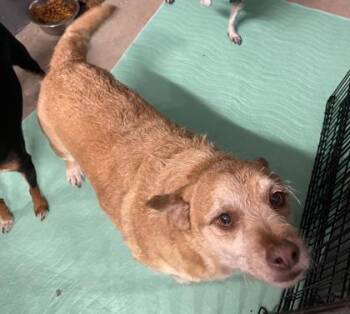 Peegrum -  Terrier Dog for Adoption in Key West, Florida - Peegrum | PetCurious