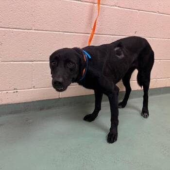 Fred -  Mixed Breed Dog for Adoption in Memphis, Tennessee - Fred | PetCurious