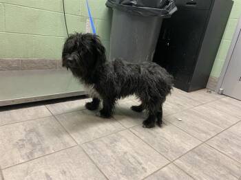 Scottish Terrier and Mixed Breed Dogs Available for Adoption in Grand Prairie, Texas - LANI | PetCurious