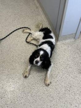 Mixed Breed Dogs Available for Adoption in Lafayette, Indiana - Knox | PetCurious