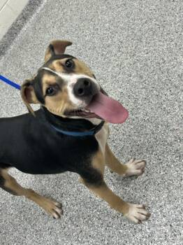 Rescue Pit Bull Terrier and Mixed Breed Dogs for Adoption in Knoxville, Tennessee - Peeps | PetCurious