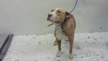 Staffordshire Bull Terrier and Mixed Breed Dogs Available for Adoption in Houston, Texas - HEIDY | PetCurious