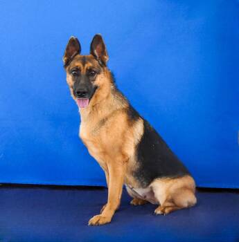 LUCY -  German Shepherd Dog Dog for Adoption in Pasadena, California - LUCY | PetCurious