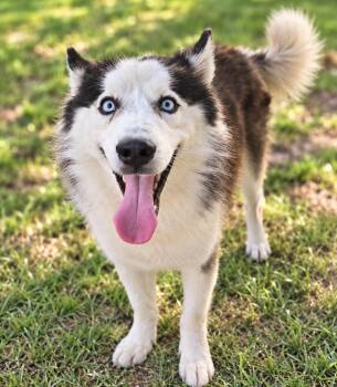 Ezra -  Husky Dog for Adoption in Sumter, South Carolina - Ezra | PetCurious