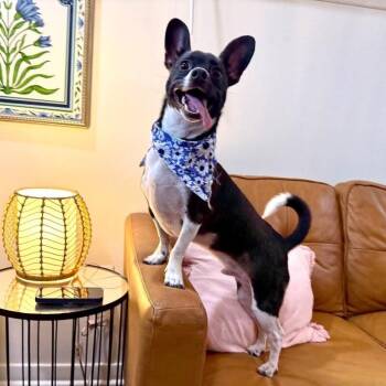 Chihuahua and Rat Terrier Dogs Available for Adoption in Friendswood, Texas - Spike Bentley Bite Sized Best Guy | PetCurious