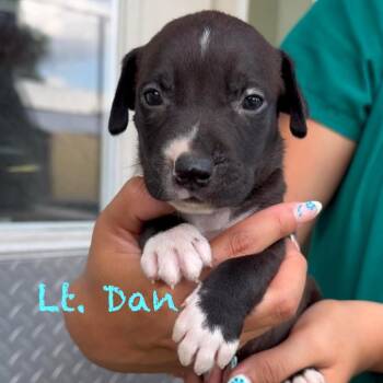 Lieutenant Dan -  American Staffordshire Terrier and Staffordshire Bull Terrier Dog for Adoption in Tampa, Florida - Lieutenant Dan | PetCurious