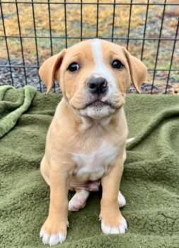 Rescue Labrador Retriever and Hound Dogs for Adoption in Mocksville, North Carolina - Arlo | PetCurious