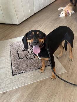 Nellie -  Hound and Labrador Retriever Dog for Adoption in Aiken, South Carolina - Nellie | PetCurious