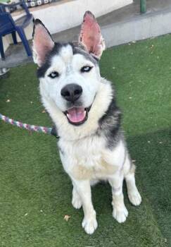Siberian Husky Dogs Available for Adoption in Los Angeles, California - Chubz | PetCurious