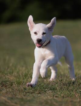 Great Pyrenees Dogs Available for Adoption in Sadler, Texas - Lamb Chop | PetCurious