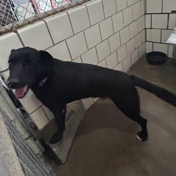 Rambo -  Labrador Retriever and Mixed Breed Dog for Adoption in Starkville, Mississippi - Rambo | PetCurious
