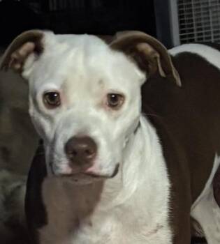 Boxer Dogs Available for Adoption in Andover, Massachusetts - Rea | PetCurious