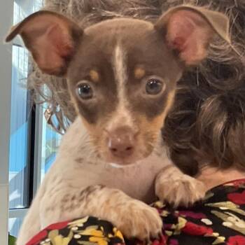 Knox -  Chihuahua Dog for Adoption in Saint Joseph, Missouri - Knox | PetCurious