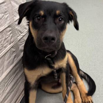 Jenkins -  Shepherd and Mixed Breed Dog for Adoption in Abilene, Texas - Jenkins | PetCurious