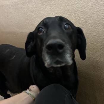 Rescue Black Labrador Retriever Dogs for Adoption in Lyndhurst, Virginia - Baby | PetCurious