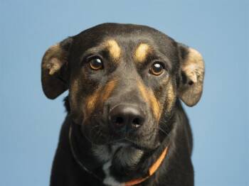 Labrador Retriever and Rottweiler Dogs Available for Adoption in Phoenix, Arizona - NANA | PetCurious