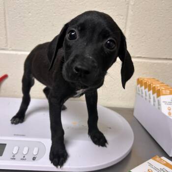 Jellybean -  Mixed Breed Dog for Adoption in Roxboro, North Carolina - Jellybean | PetCurious