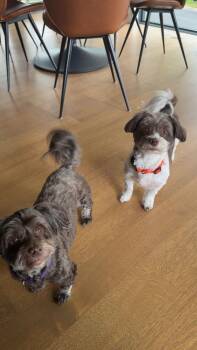 Luna & Gus -  Havanese Dog for Adoption in Lakeville, Minnesota - Luna & Gus | PetCurious