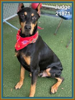 JUDGE -  Doberman Pinscher Dog for Adoption in Marietta, Georgia - JUDGE | PetCurious
