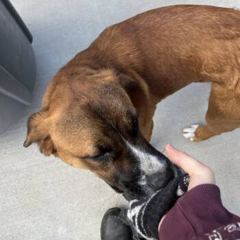 Kendrick -  Labrador Retriever and Retriever Dog for Adoption in Parrish, Alabama - Kendrick | PetCurious