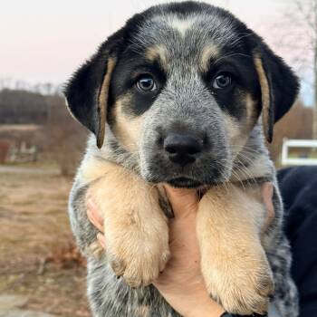 Rescue Great Pyrenees Dogs for Adoption in Stormville, New York - CT Gus Avail Nov 29 | PetCurious