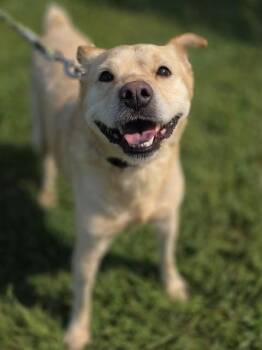 BLAZER -  Australian Shepherd and Mixed Breed Dog for Adoption in York, South Carolina - BLAZER | PetCurious