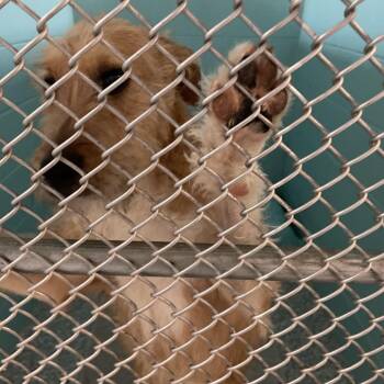 Airedale Terrier Dogs Available for Adoption - Scotty | PetCurious