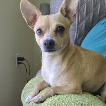 Chihuahua Dogs Available for Adoption in Friendship, New York - Yoda | PetCurious