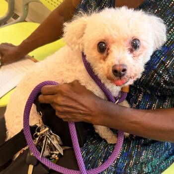 Lucy -  Bichon Frise Dog for Adoption in Philadelphia, Pennsylvania - Lucy | PetCurious