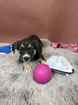 Basenji and Australian Shepherd Dogs Available for Adoption - Diamondback | PetCurious