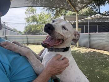 Fusilli -  Mixed Breed and Pit Bull Terrier Dog for Adoption in Austin, Texas - Fusilli | PetCurious