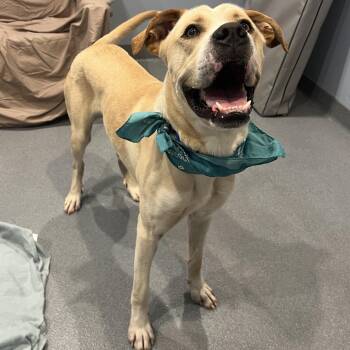 Banner -  Mixed Breed Dog for Adoption - Banner | PetCurious