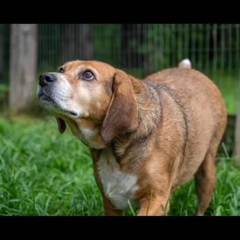 Chance -  Beagle and Mixed Breed Dog for Adoption in Centerville, Tennessee - Chance | PetCurious