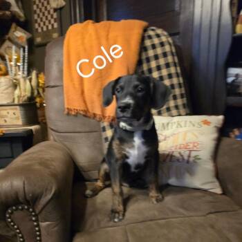Cole #1 -  Boxer and Black Mouth Cur Dog for Adoption in Bartlett, Tennessee - Cole #1 | PetCurious