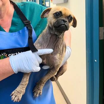 Scrunchie -  Pug and Chihuahua Dog for Adoption in Nashville, Tennessee - Scrunchie | PetCurious