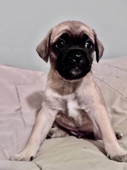 Zuma -  Pug and Maltese Dog for Adoption in Los Angeles, California - Zuma | PetCurious