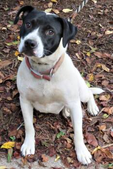 Rosa -  Pit Bull Terrier Dog for Adoption in Lexington, Virginia - Rosa | PetCurious