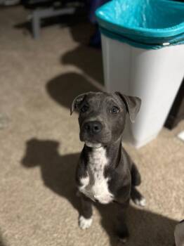 Mako -  Mixed Breed Dog for Adoption in Chattanooga, Tennessee - Mako | PetCurious