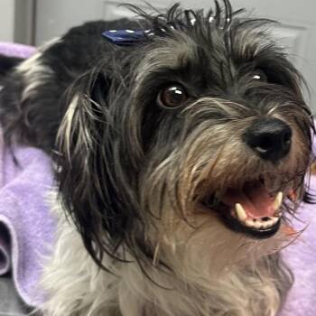 Muneca -  Mixed Breed and Shih Tzu Dog for Adoption in Newark, New Jersey - Muneca | PetCurious