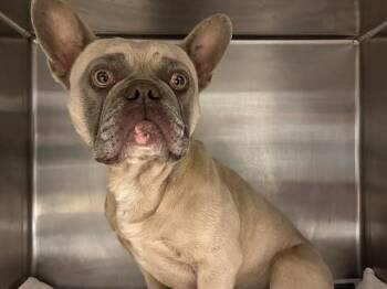 SAND DUNE -  French Bulldog Dog for Adoption in Riverside, California - SAND DUNE | PetCurious