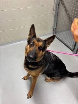 German Shepherd Dog Dogs Available for Adoption - Layla  COMING SOON | PetCurious