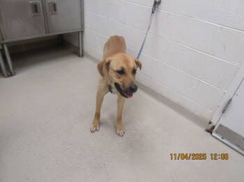 Rescue Shepherd Dogs for Adoption in Marietta, Georgia - (804) | PetCurious