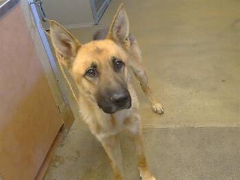 TOMATO -  German Shepherd Dog Dog for Adoption in Sacramento, California - TOMATO | PetCurious