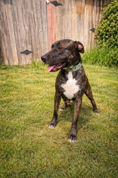 Boxer and American Bully Dogs Available for Adoption - Rodger | PetCurious