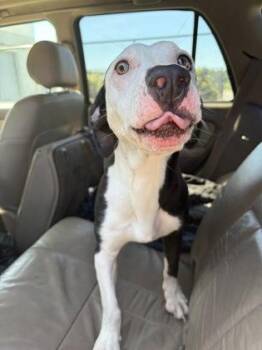 Frankenweenie -  Mixed Breed Dog for Adoption in Atlanta, Georgia - Frankenweenie | PetCurious
