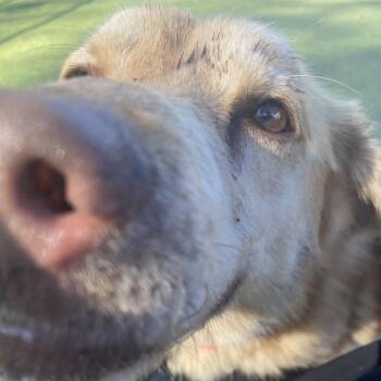 Mixed Breed Dogs Available for Adoption in Greensboro, North Carolina - Charlie Brown | PetCurious