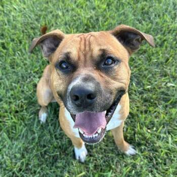Rescue Mixed Breed Dogs for Adoption in Myrtle Beach, South Carolina - John Boy | PetCurious