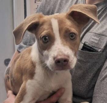 Coda -  Pit Bull Terrier Dog for Adoption in Hollister, Missouri - Coda | PetCurious